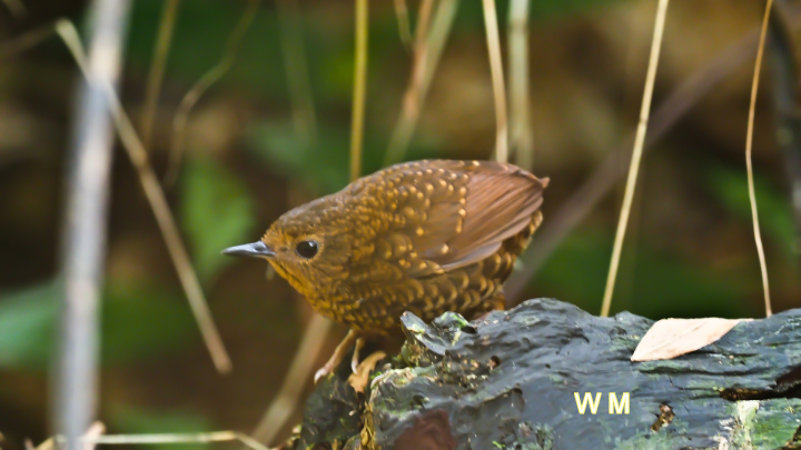 PygmyWrenBabbler.jpg