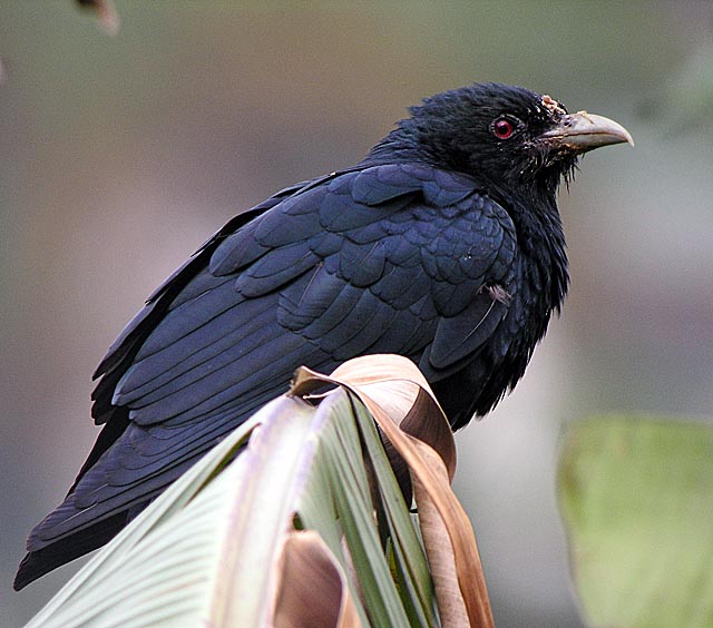 koel.male DSCN1914.jpg