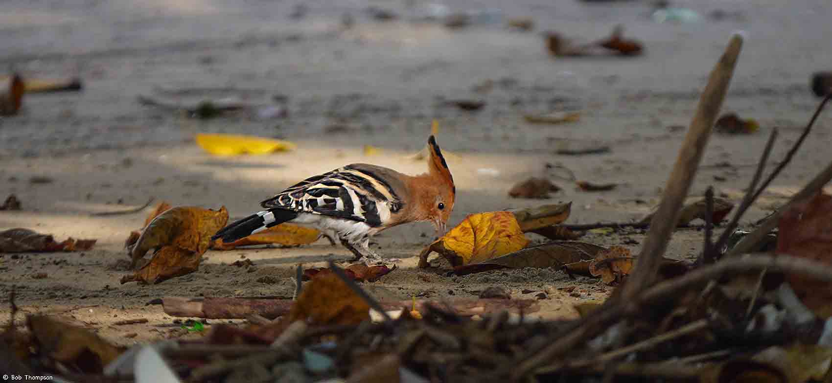 Hoopoe small.jpg