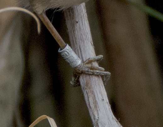 Dusk Warbler ring DSC01821.jpg