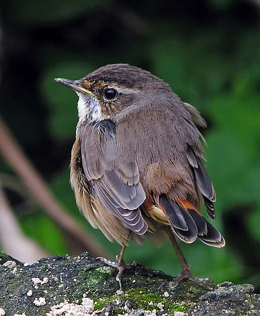 bluethroat.adj1.nware DSCN2108.jpg