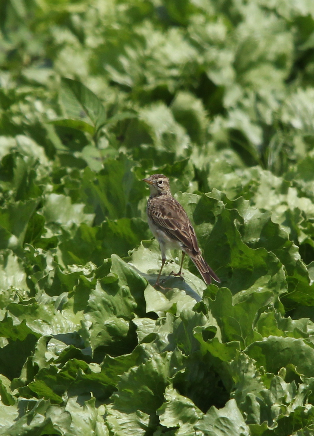 IMG_4350 pipit.jpg