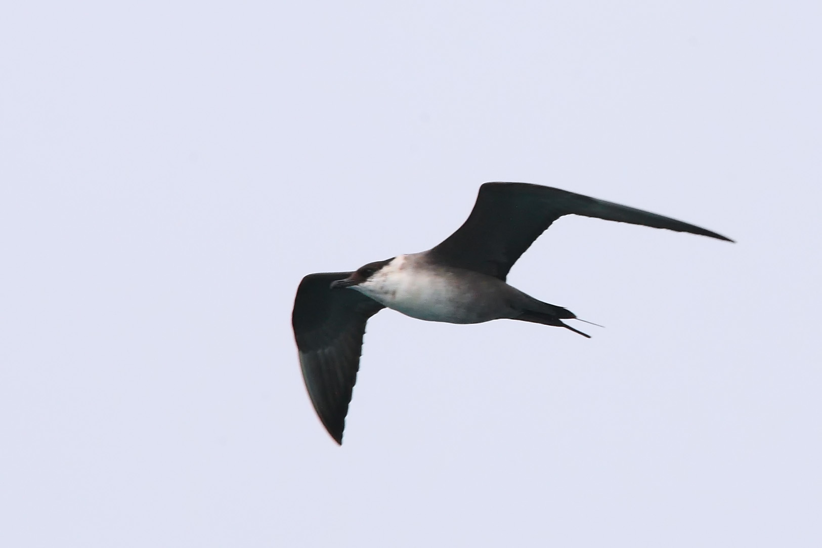 Long tailed Jaeger-PT-090405-3.jpg