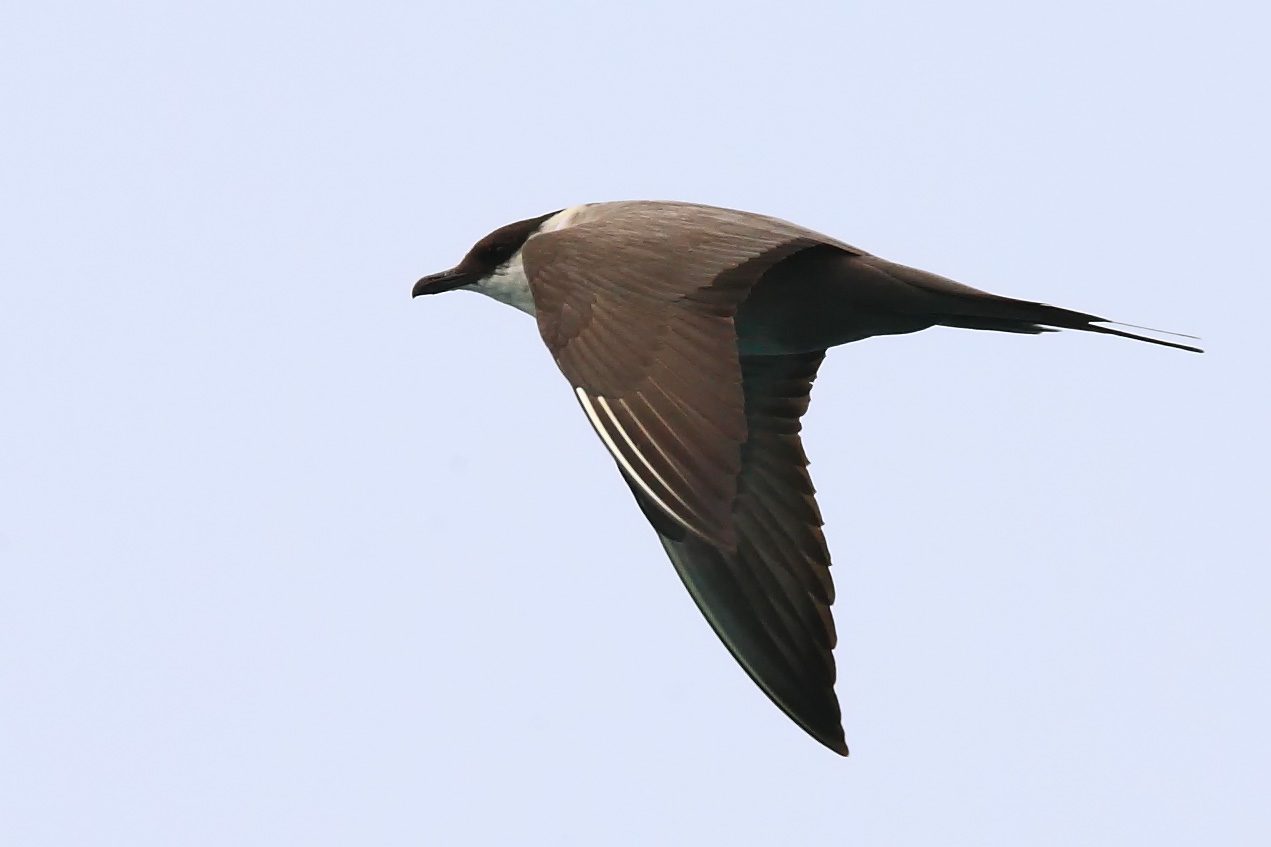 Long tailed Jaeger-PT-090405-7.JPG