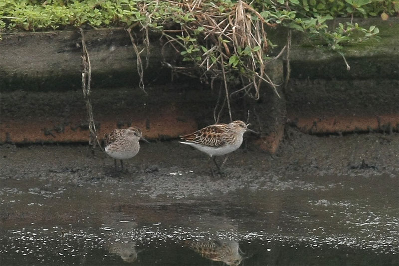 Long-toed Stint_LV.JPG