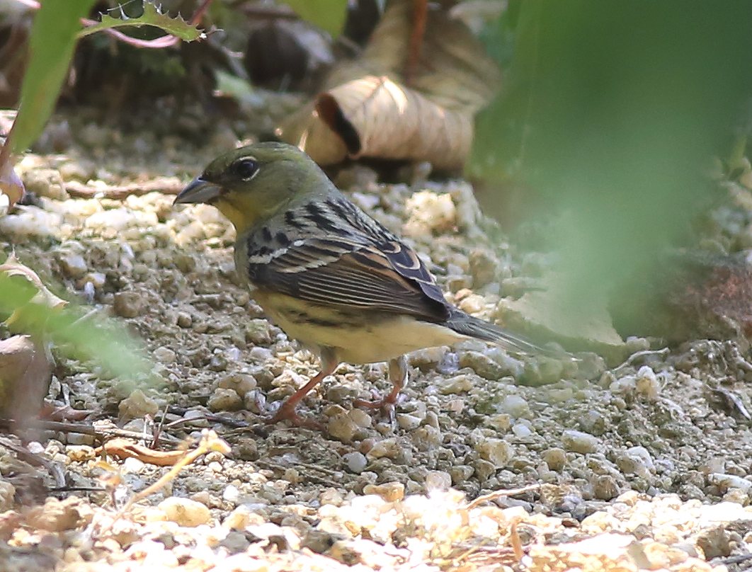 Japanese Yellow Bunting.jpg