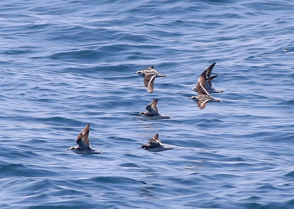 Red-necked Phalalopes.jpg