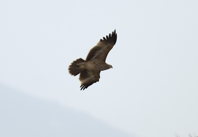 Eagle at Mai Po 1206.jpg