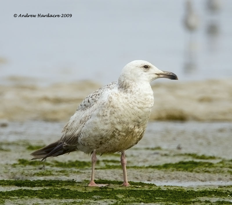 Gull MPNR b.jpg