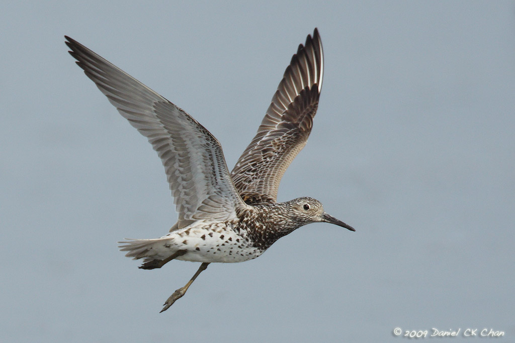 birdsM2009003_DCKC0280.jpg