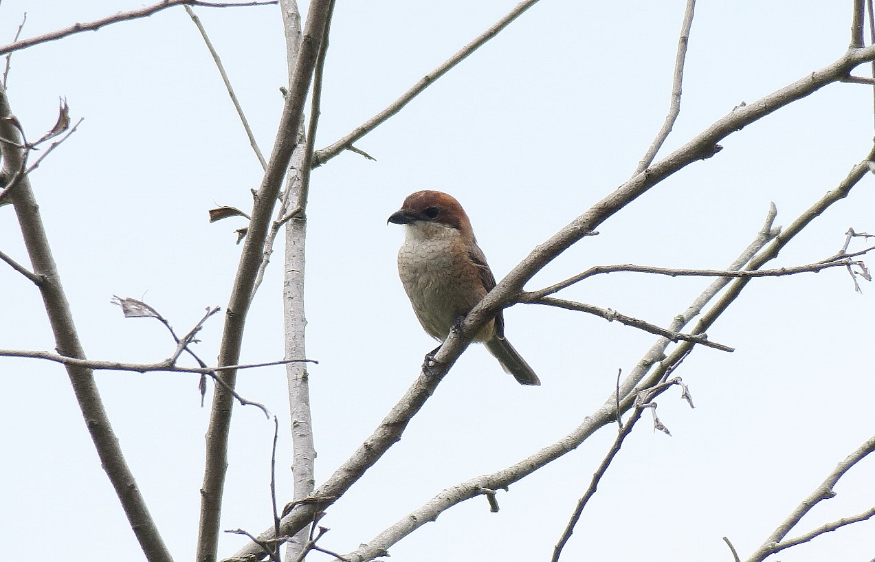 Bull-headed Shrike_20180420.JPG