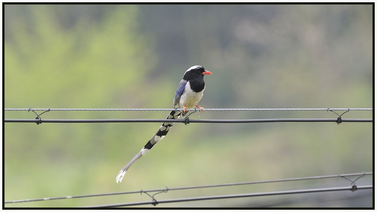 Blue Magpie.jpg