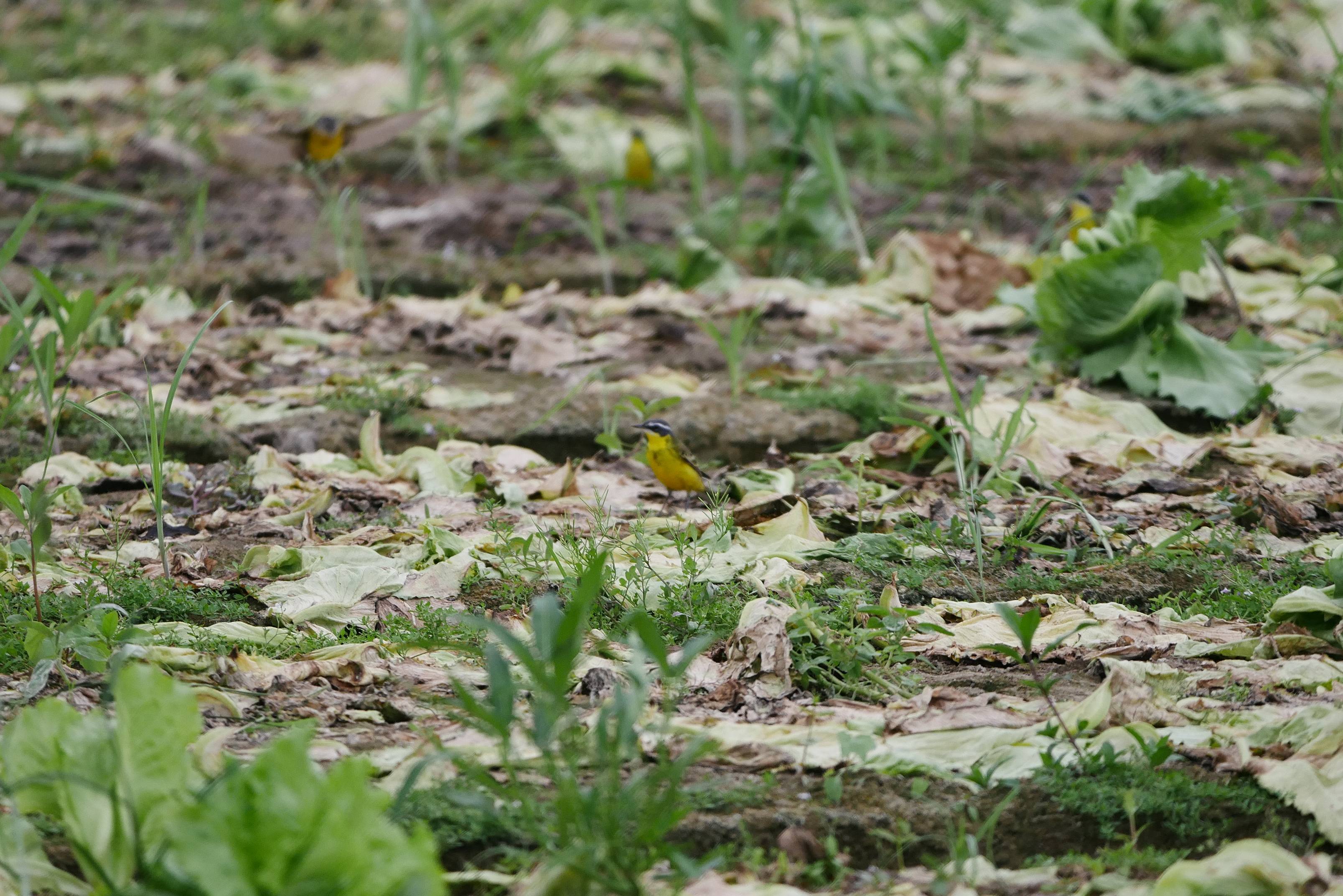P1000461.JPG