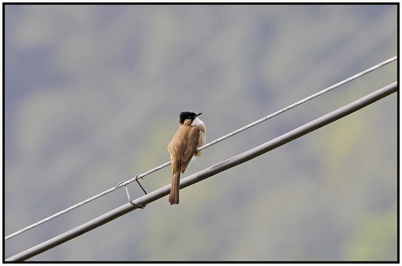 Brown-Breasted Bulbul.jpg