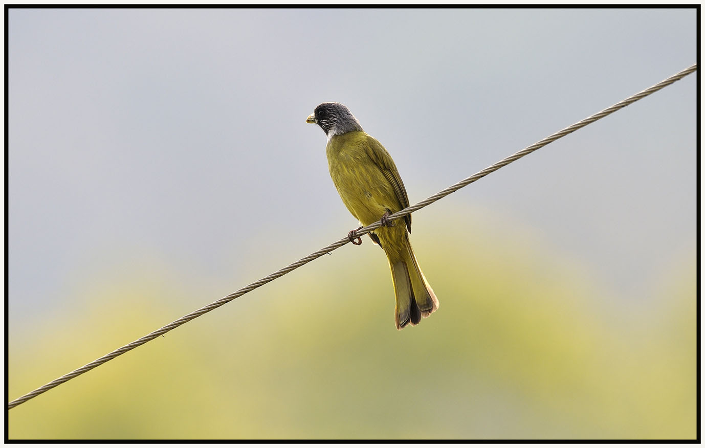 Collared Finchbill 2.jpg