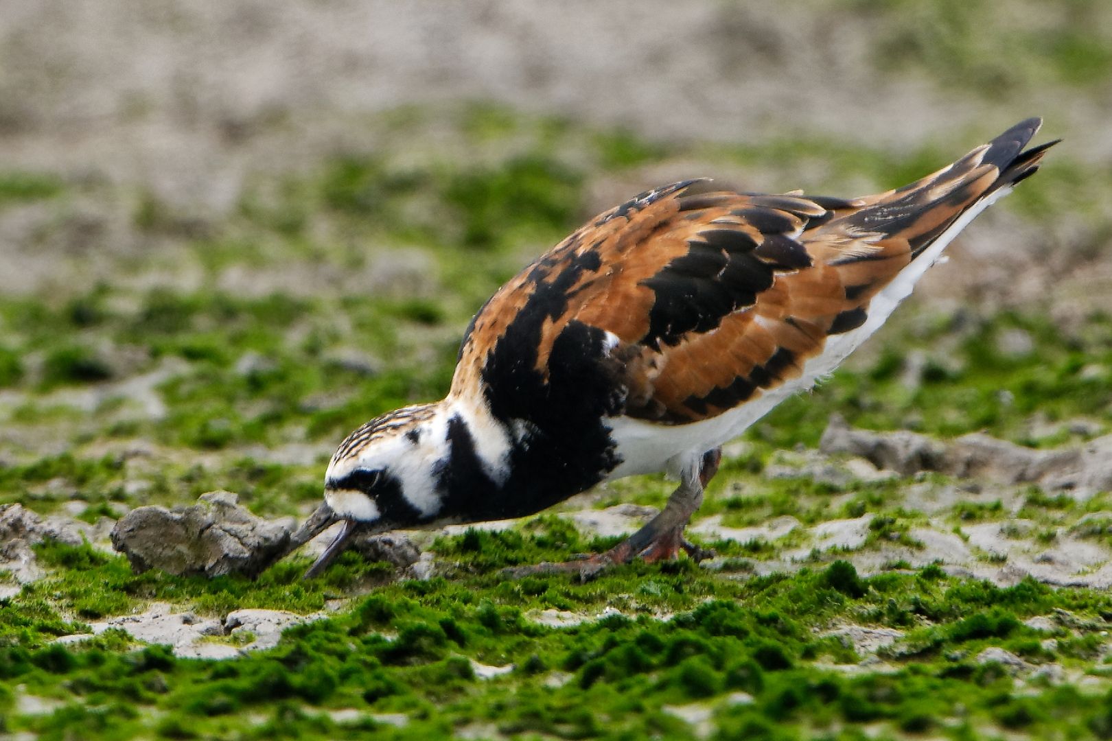 DSC_7692_w1620.jpg