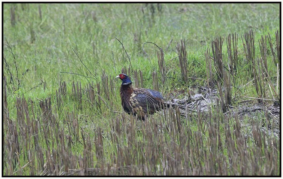 Common Pheasant.jpg