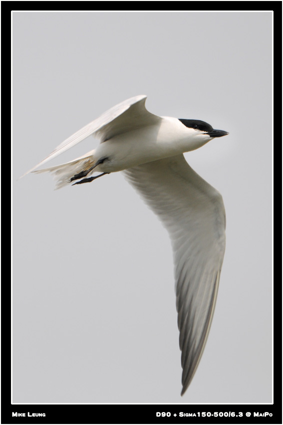 gull_billed_tern3.jpg