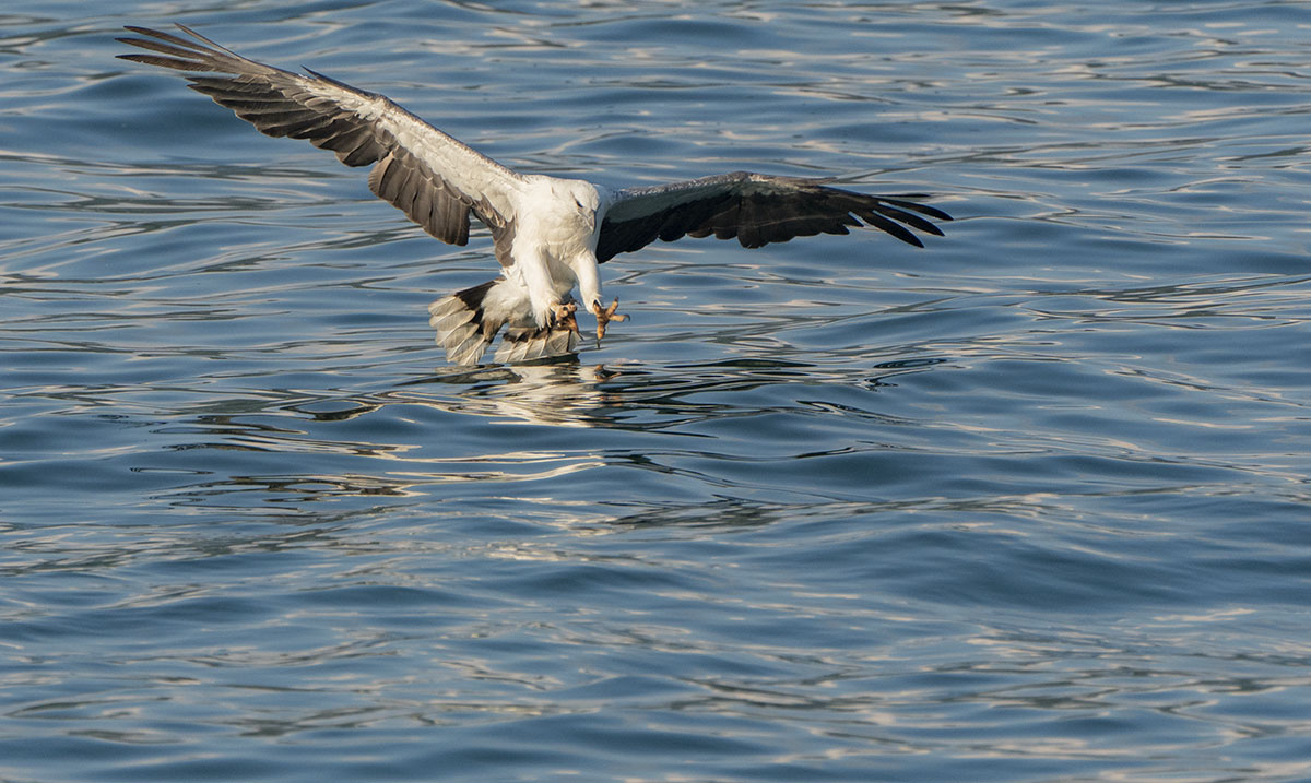 White-bellied Sea Eagle DSC08560.jpg