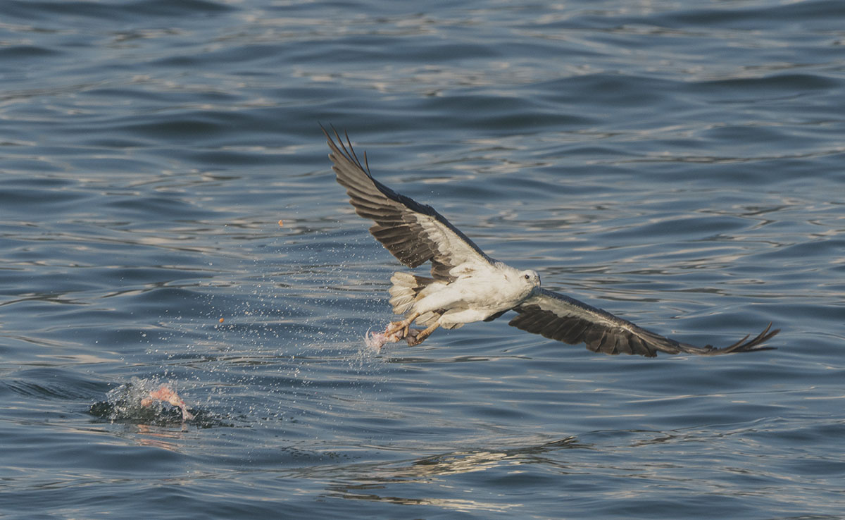 White-bellied Sea Eagle DSC08563.jpg