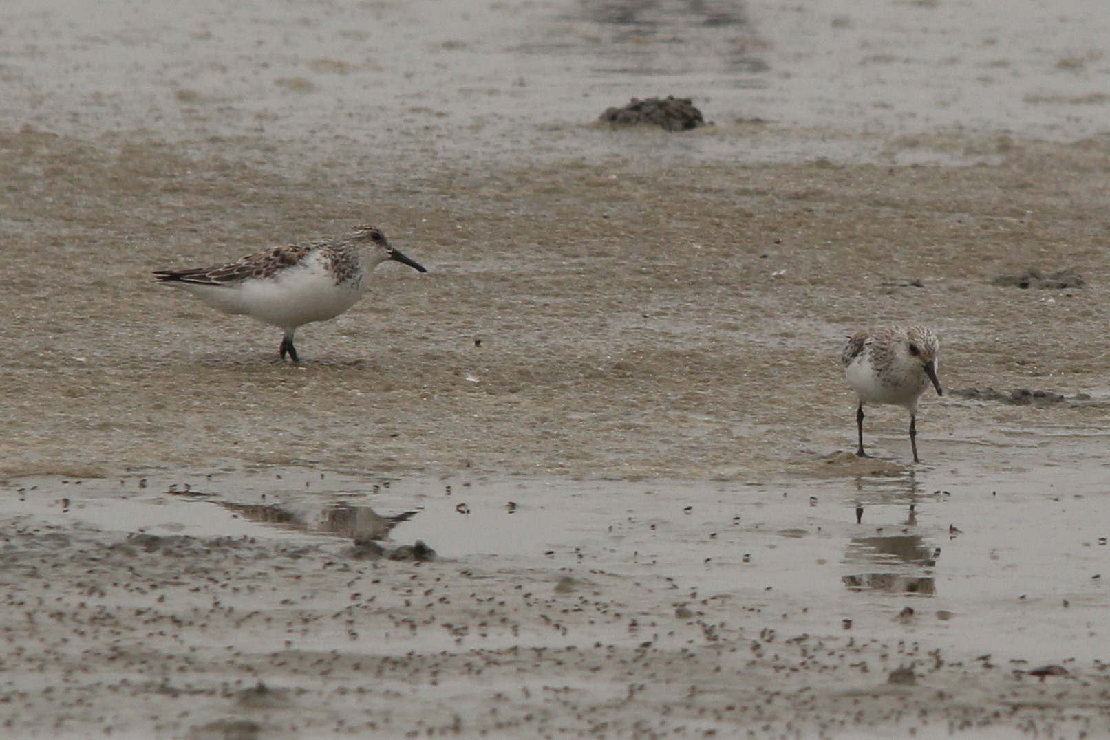 sanderling.jpg