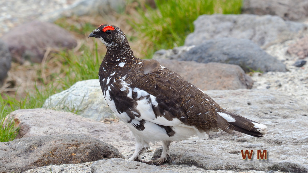 RockPtarmigan1.jpg