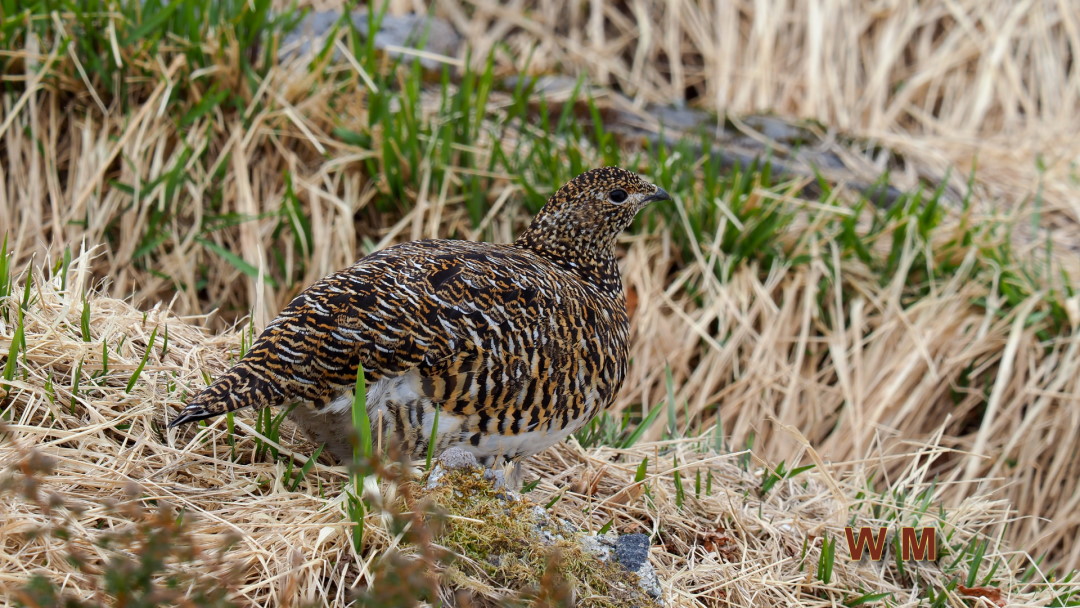 RockPtarmigan2.jpg