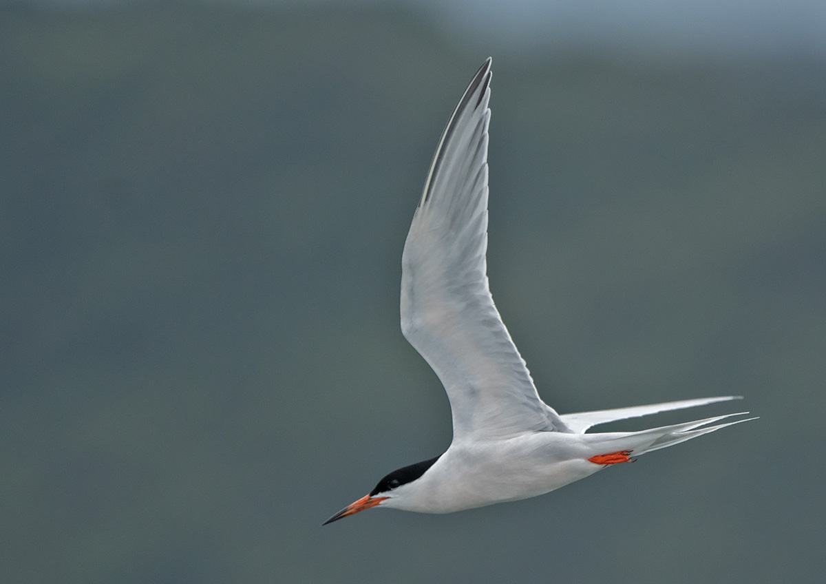 Roseate Tern DSC02415.jpg