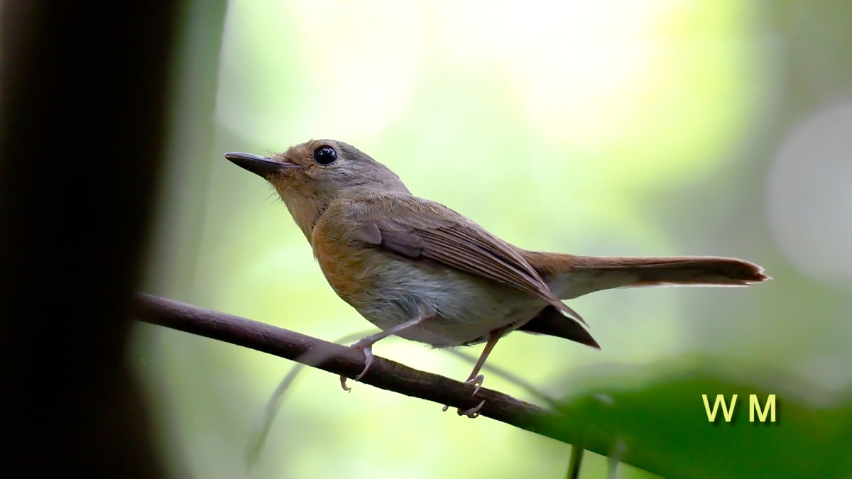 HainanBlueFlycatcher(Female).jpg