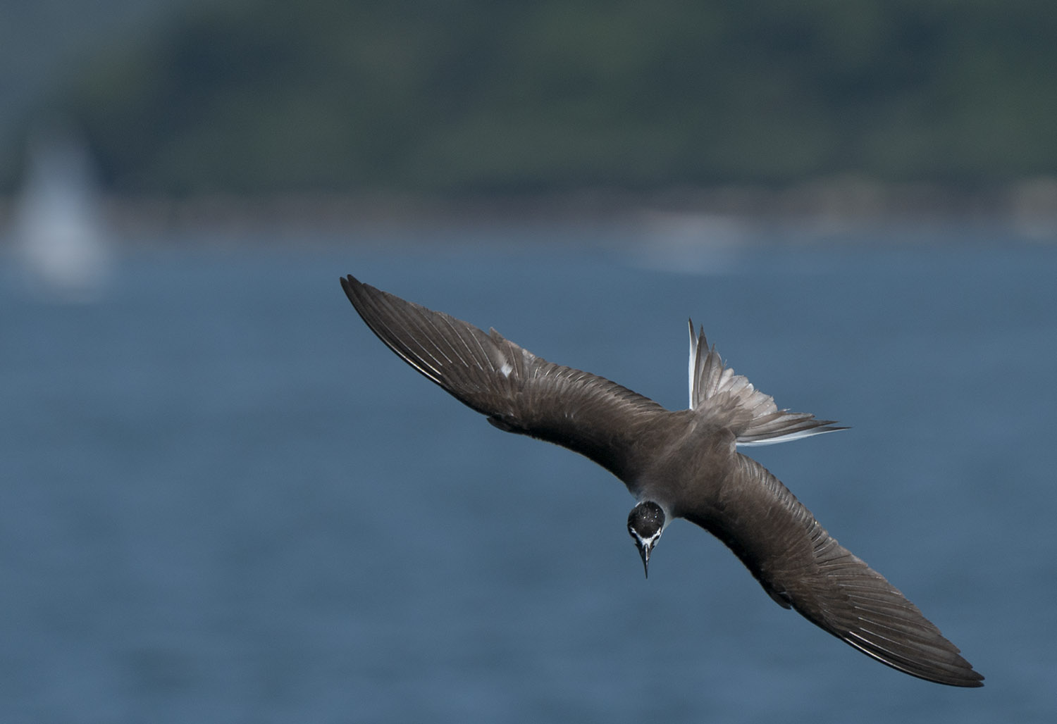 Bridled Tern DSC03010.jpg