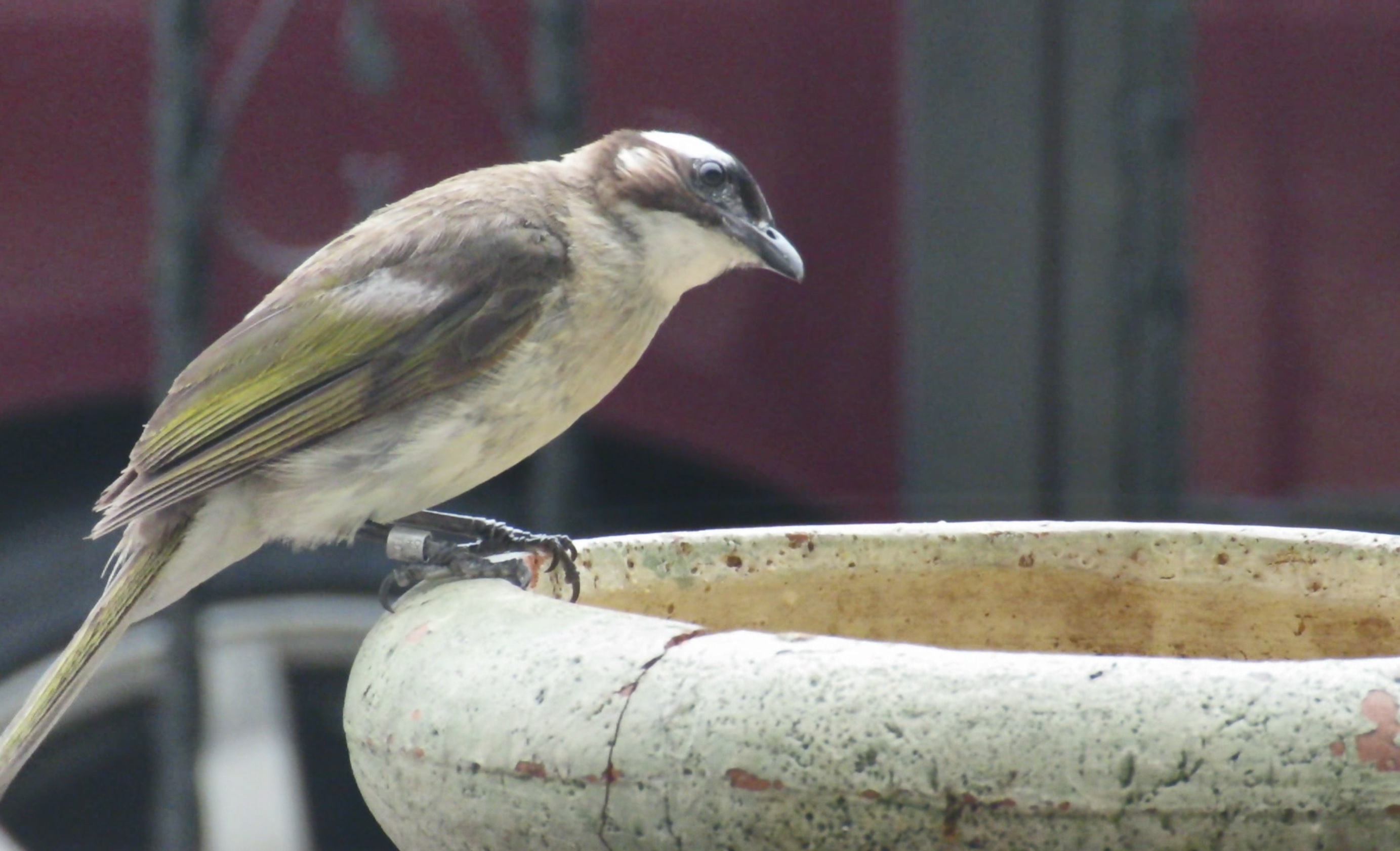 Ringed Pycnonotus sinensis.jpg