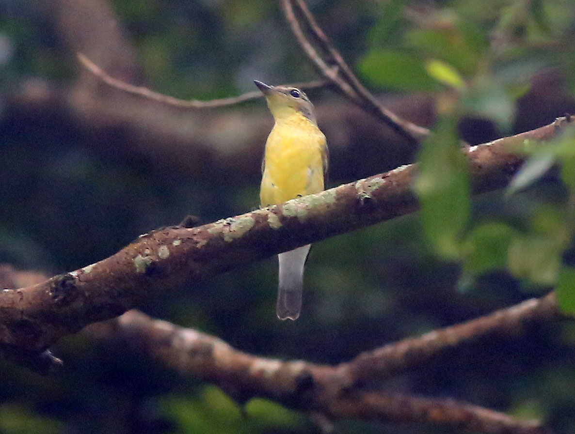 Yellow-rumped Flycatcher (1st year m) 3.JPG