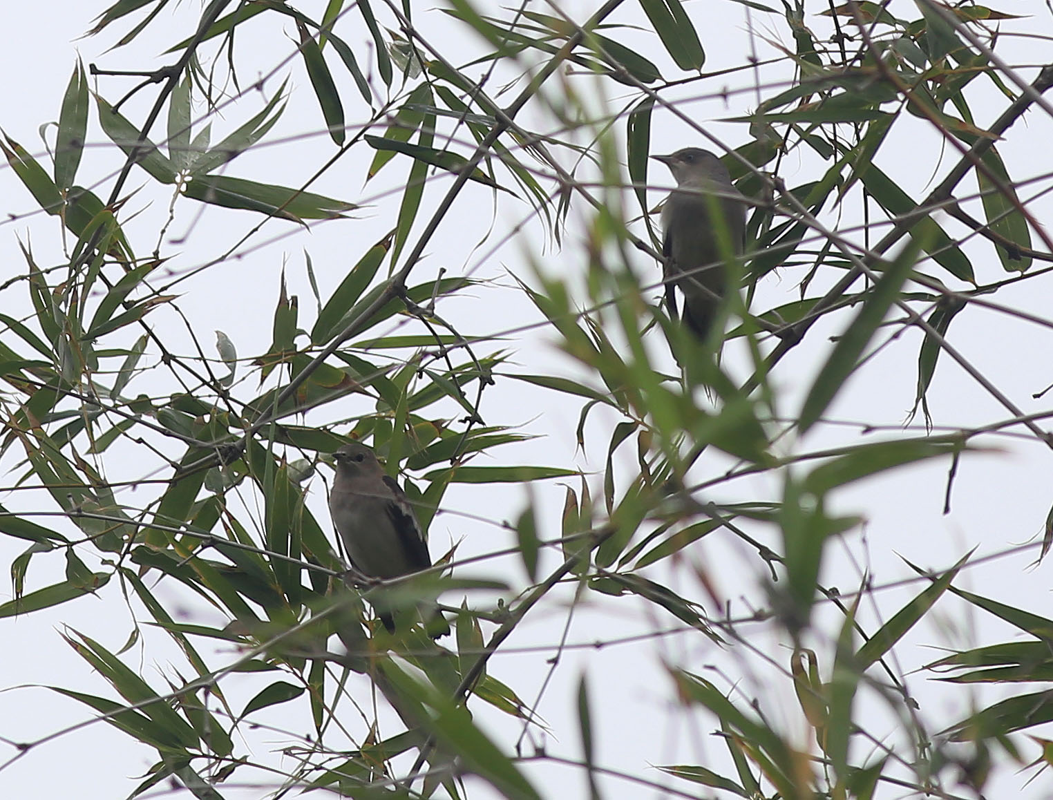 White-shouldered Starling 1.JPG