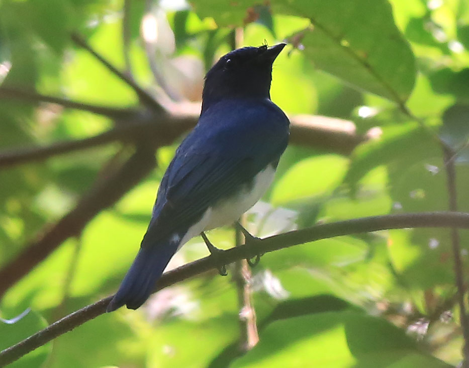 Blue & White Flycatcher 8.JPG