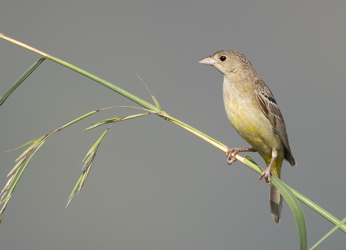 Black-headed Bunting DSC03400.jpg