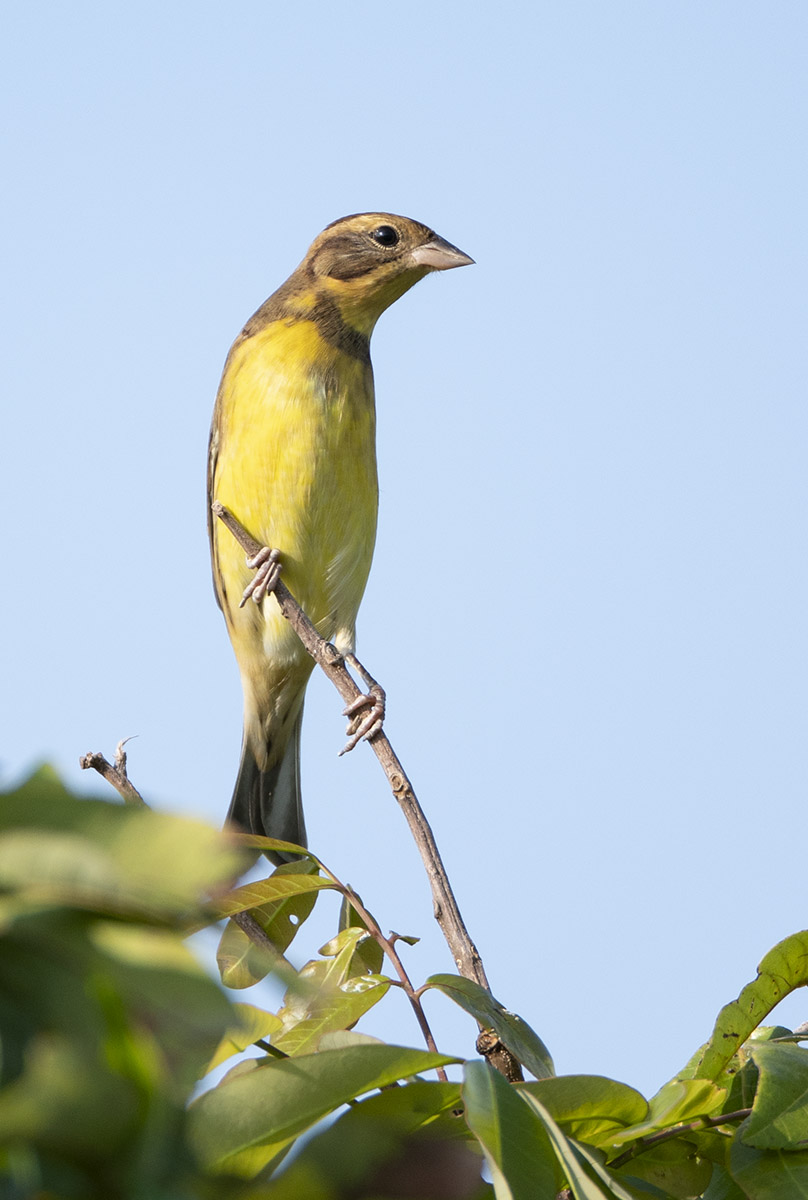 Yellow-breasted Bunting DSC03523.jpg