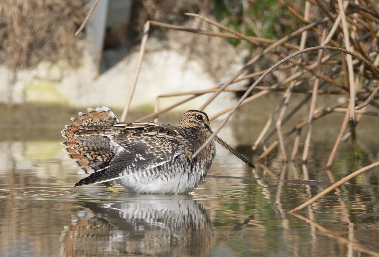 Common Snipe DSC03180.jpg