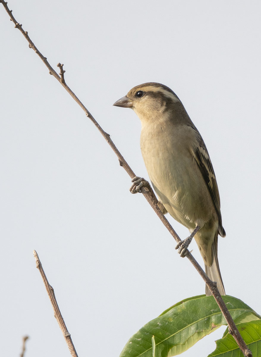 Russet Sparrow DSC04027.jpg