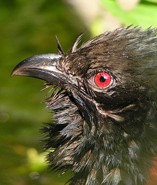 greater coucal.close DSCN3038.jpg