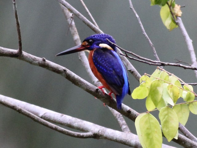 Blue-eared Kingfisher (m).jpg