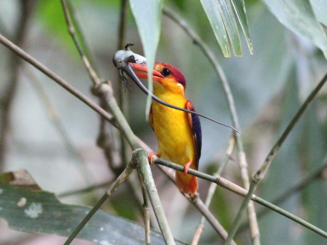 Oriental Dwarf Kingfisher.jpg