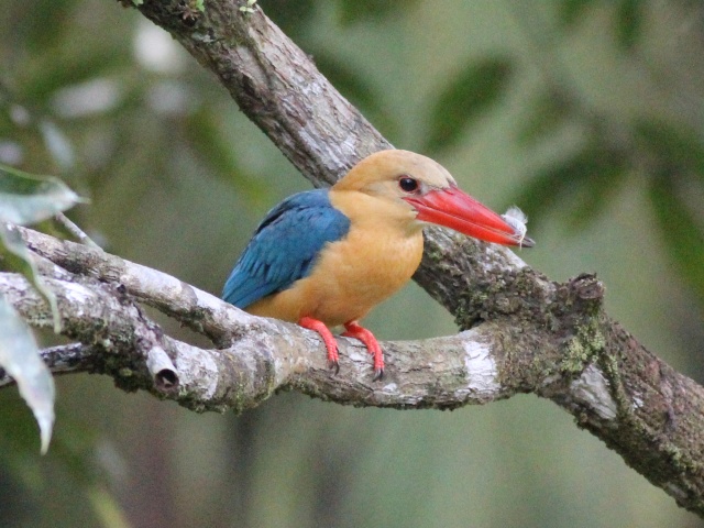 Stork-billed Kingfisher.jpg