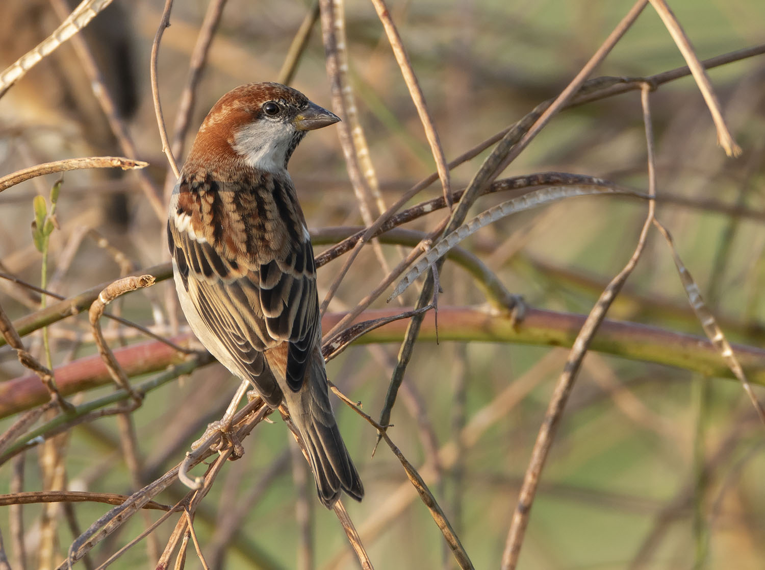Russet Sparrow 2796x2082 DSC04688.jpg