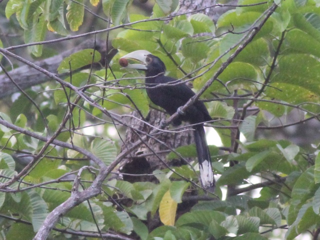 Black Hornbill (j).jpg