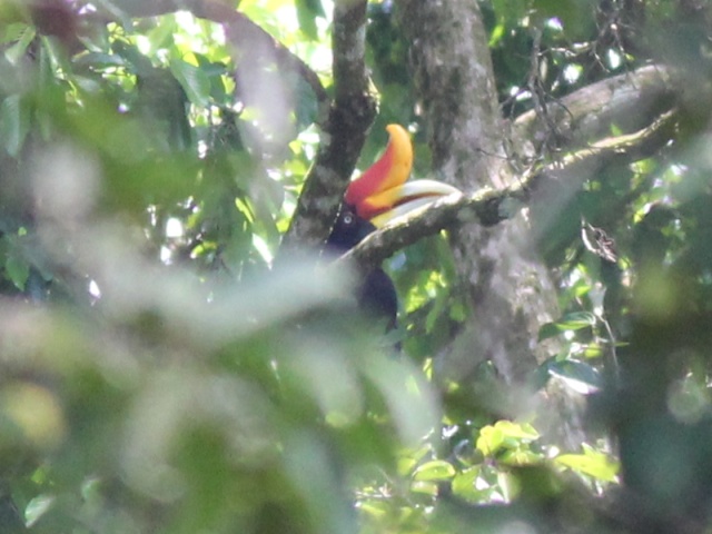 Rhinoceros Hornbill (f).jpg