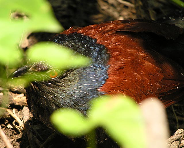 greater coucal.close DSCN3022.jpg