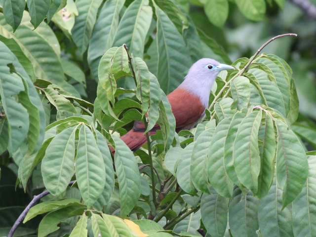 Raffles's Malkoha (f).jpg