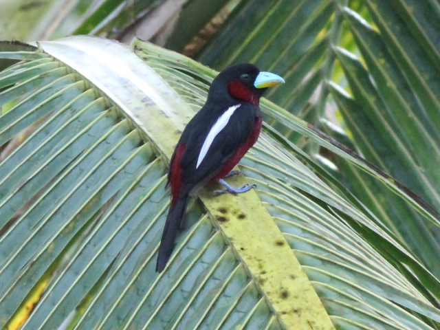 Black-and-red Broadbill.jpg