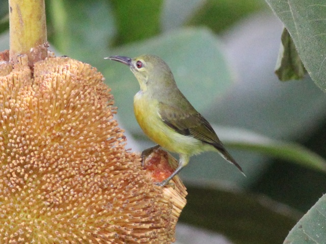 Brown-throated Sunbird (f).jpg