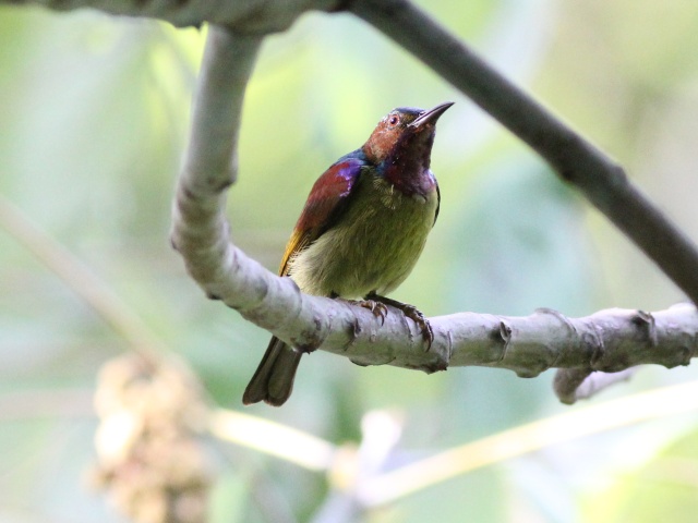 Brown-throated Sunbird (m).jpg